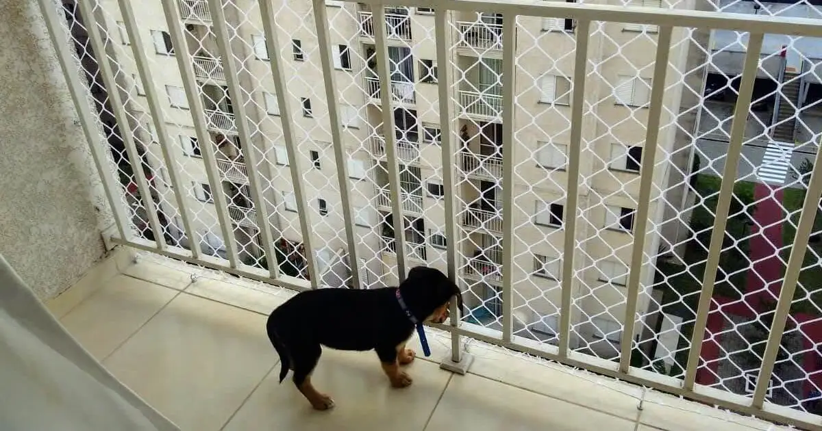rede de proteção no bairro do rio de janeiro